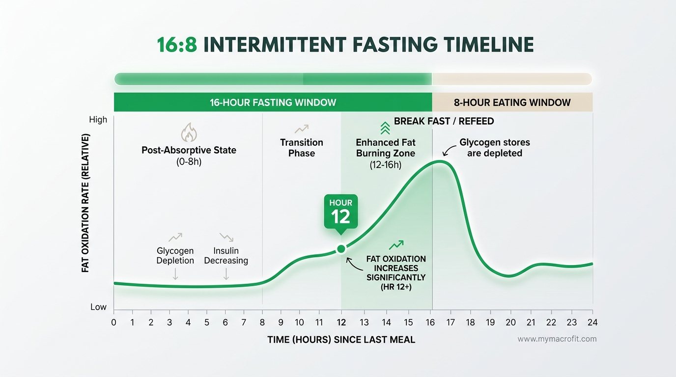 Intermittent fasting 16:8 timeline showing metabolic changes during fasting and what happens during the eating window