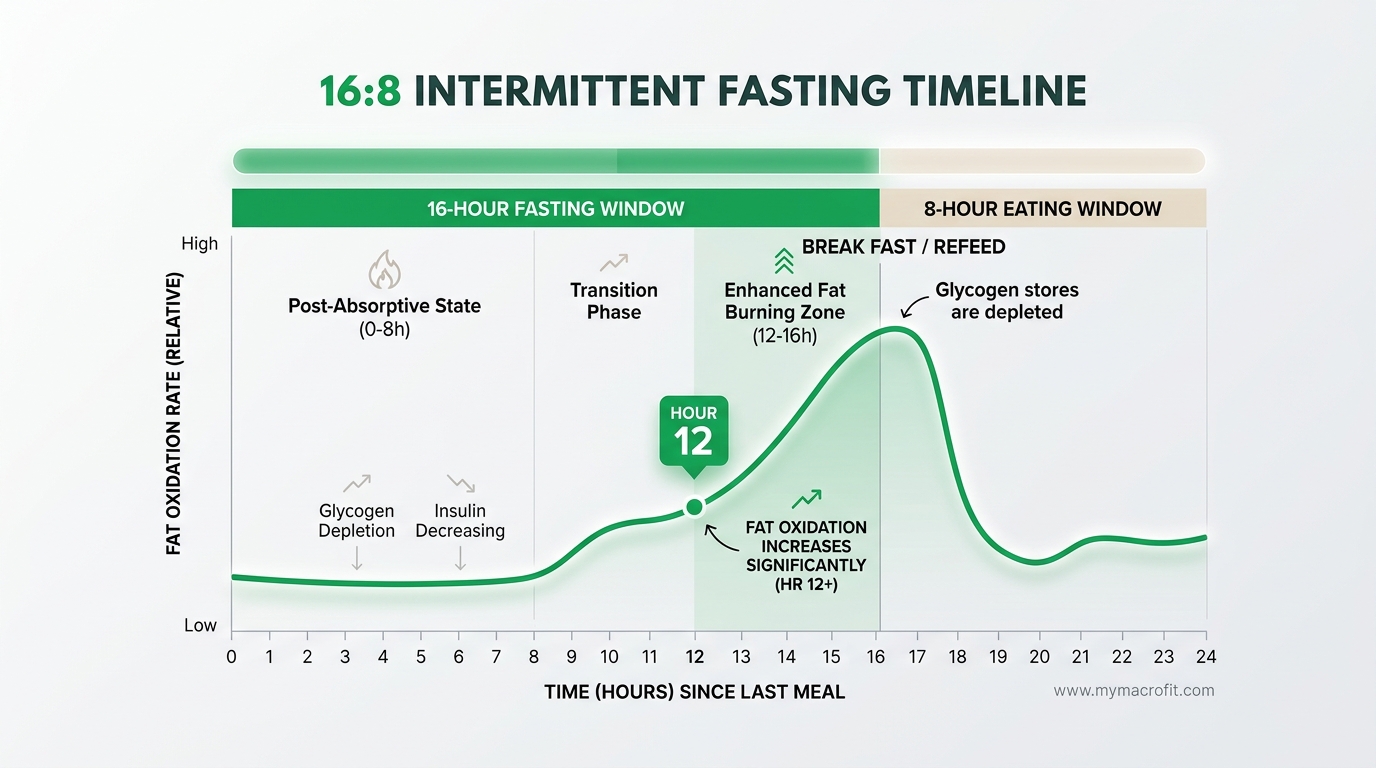 Intermittent fasting 16:8 timeline showing metabolic changes during fasting and what happens during the eating window